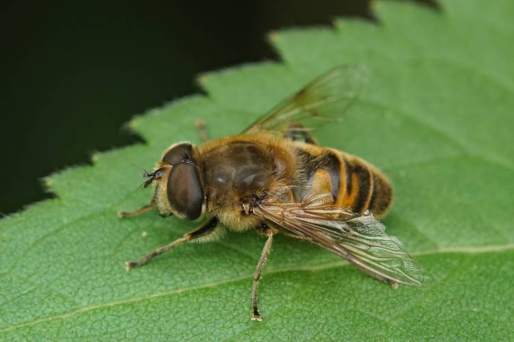 Mosca-zangão-europeia (Eristalis tenax) é polinizadora