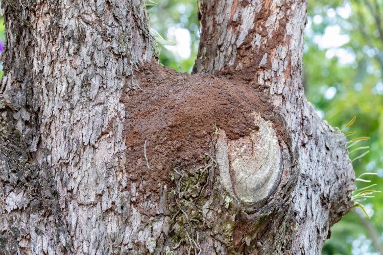 Cupinzeiro em tronco de árvore