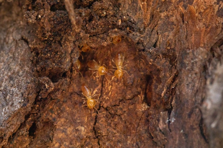 Cupins em tronco de árvore