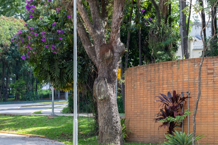 Cupinzeiro visto em tronco de árvore