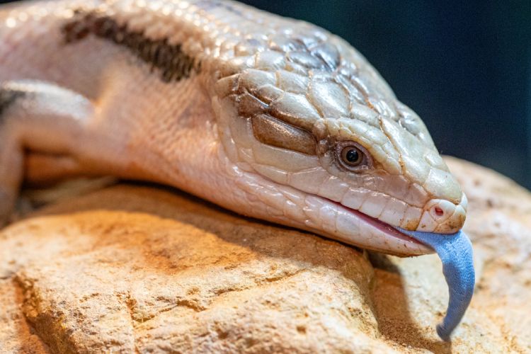 Exemplar de lagarto-de-língua azul mostrando parte da língua colorida