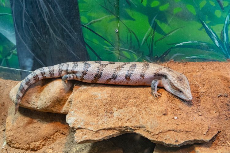 Lagarto-de-língua-azul em ambiente que simula o natural