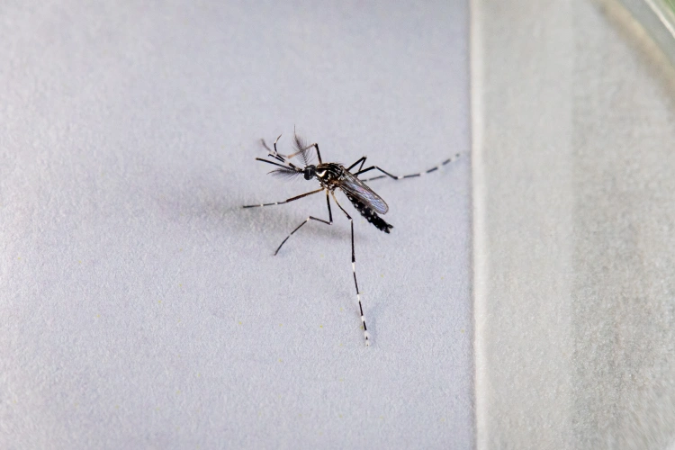 Mosquito Aedes aegypti
