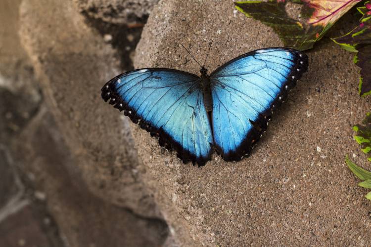 borboleta azul (Morpho sp.), 