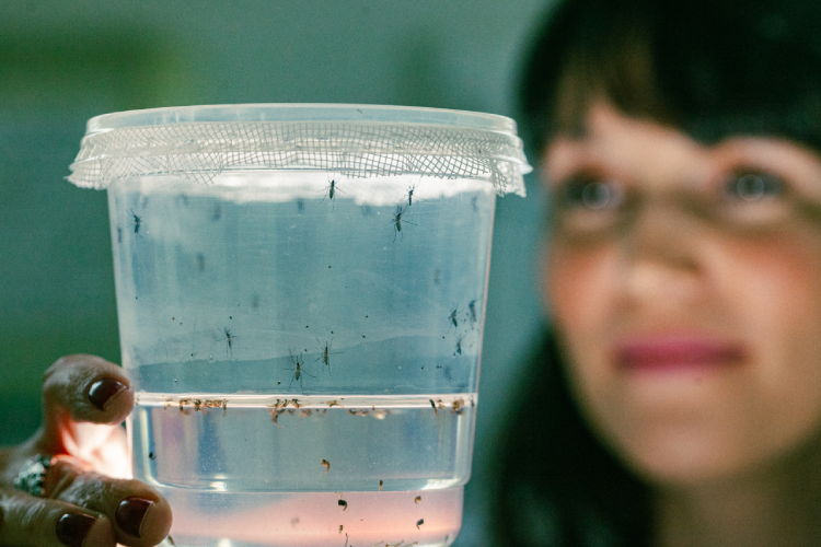 Camila segura amostra na qual é possível ver três estágios do ciclo de vida dos mosquitos: larva, pupa e adulto