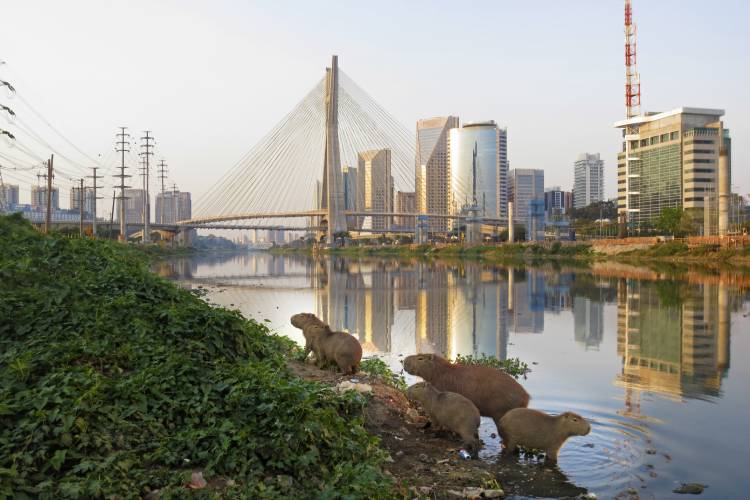 capivaras na marginal pinheiros, em São Paulo