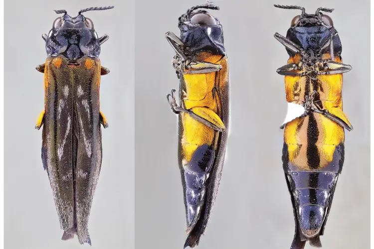 Besouro da família Buprestidae batizado como Agrilus butantan