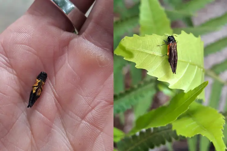 O besouro-joia Agrilus butantan no momento em que foi encontrado e coletado por Serena no Parque da Ciência