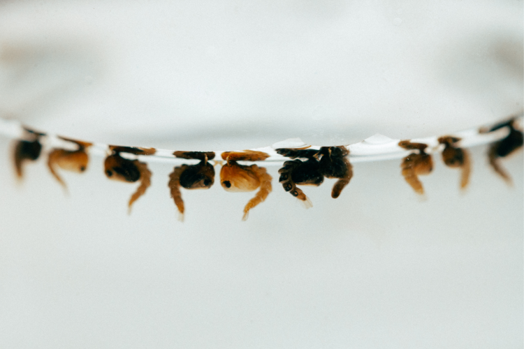 Larvas do mosquito Aedes aegypti