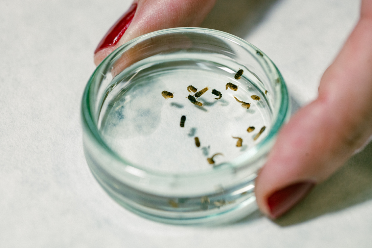 Amostra de larvas de Aedes aegypti