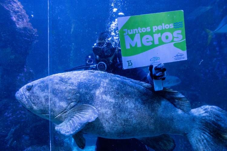 O mero, maior espécie de garoupa do Atlântico, pode atingir 2,5 metros de comprimento e pesar 400 quilogramas