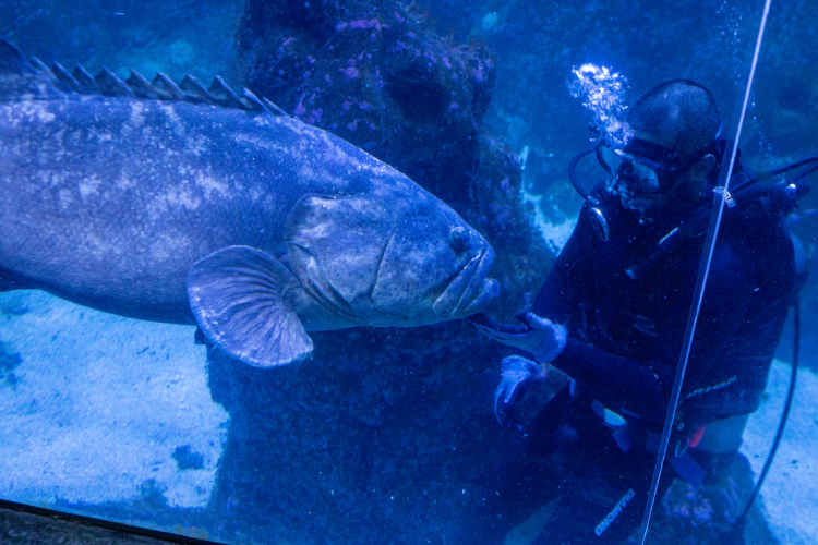 A Ilha da Queimada Grande é que um dos raros sítios naturais de desova do mero no Brasil 