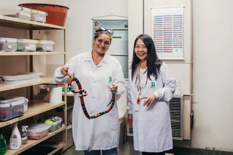 "Grande amiga": Anita e a pesquisadora científica Kathleen Grego, durante manejo de serpente no Laboratório de Herpetologia
