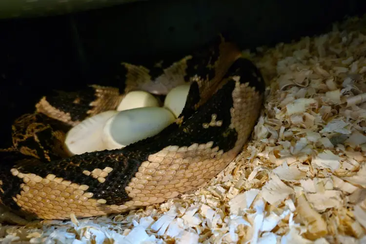 A "mãe surucucu" permanece enrodilhada agora sobre os ovos de seus filhotes para protegê-los contra predadores e lhes dar calor