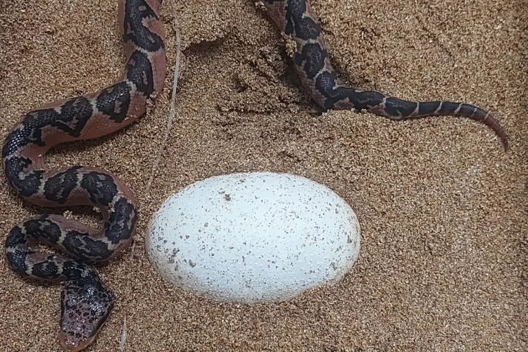 Ovos de surucucu são muito sensíveis à umidade e precisam ser constantemente monitorados