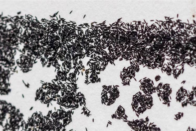 Ovos de Aedes aegypti do insetário do Instituto Butantan