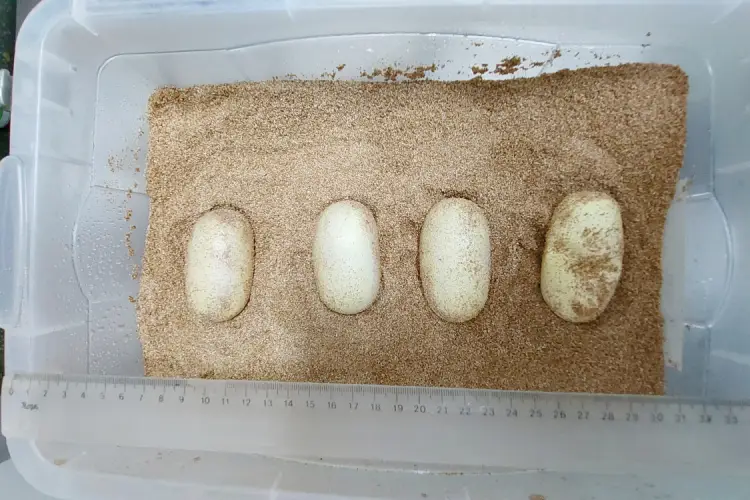Quatro ovos da surucucu Olinda foram incubados artificialmente no laboratório