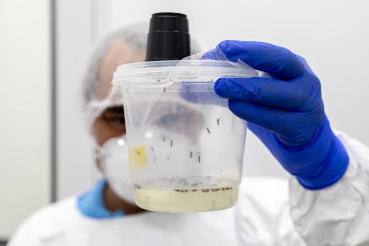 Insetário de Aedes aegypti o Instituto Butantan