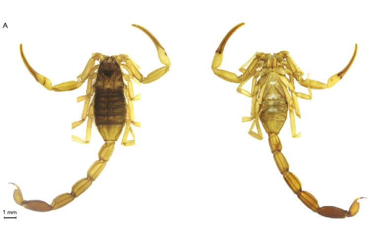 O Tityus confluens é uma espécie originalmente descrita na Bolívia, mas que ocorre com mais regularidade no Brasil nos estados do Mato Grosso, Mato Grosso do Sul e Tocantis, Piauí