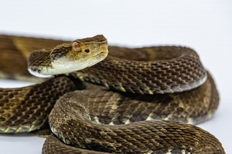 Serpente jararaca de coloração marrom e amarelada enrodilhada em ambiente de fundo branco