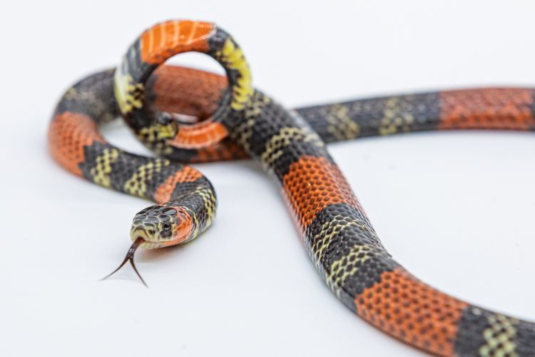 Serpente coral-verdadeira com padrões preto, vermelho e branco em ambiente de fundo branco