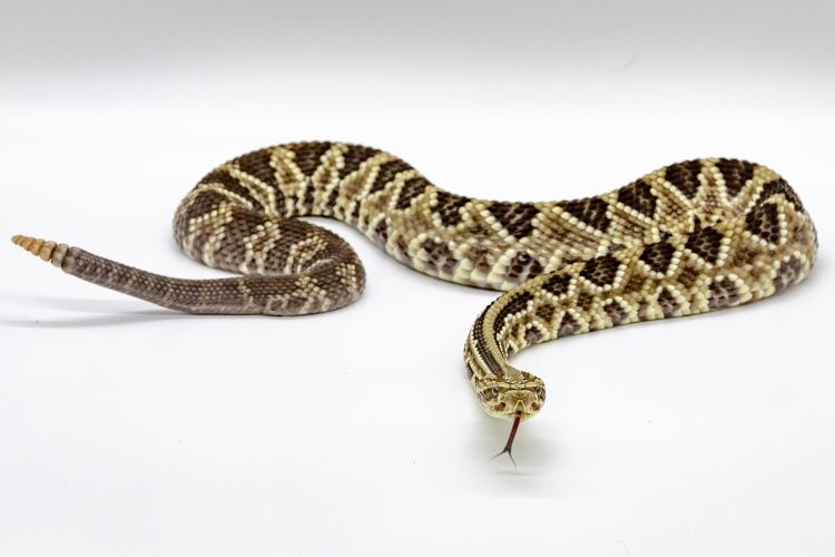 Serpente cascavel com padrões marrom e amarelo em ambiente de fundo branco