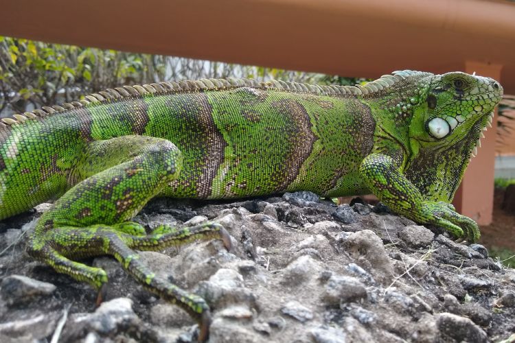 Iguana com o corpo verde e manchas escuras em cima de uma pedra