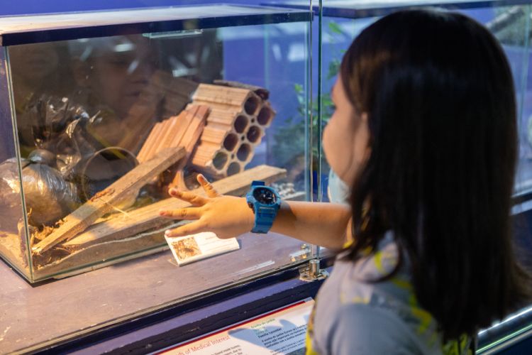 Menino de costas observa recinto com escorpião no Museu Biológico do Butantan