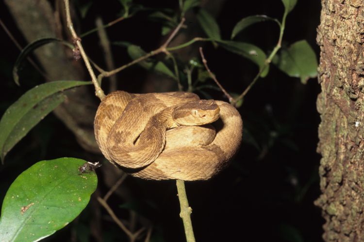 Espécime de uma serpente de jararaca-ilhoa (Bothrops insularis) de cor amarelada, enrodilhada em galho de árvore na Ilha da Queimada Grande