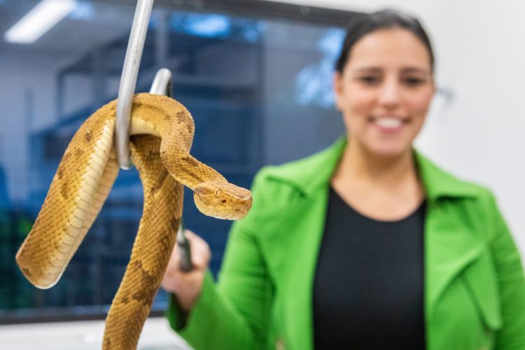Pesquisadora aparece em segundo plano manejando espécime de Bothrops insularis