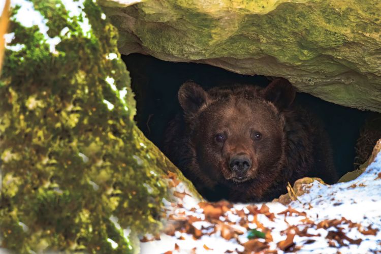 Urso na natureza escondido em uma toca