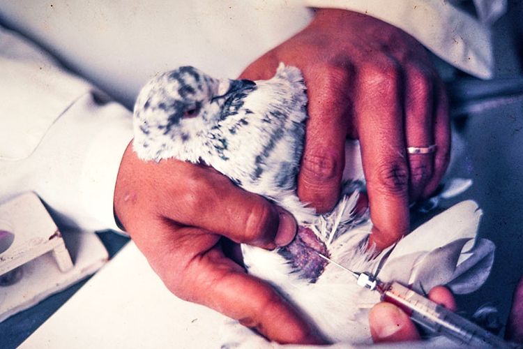 Imagem de pombo recebendo soro antiofídico