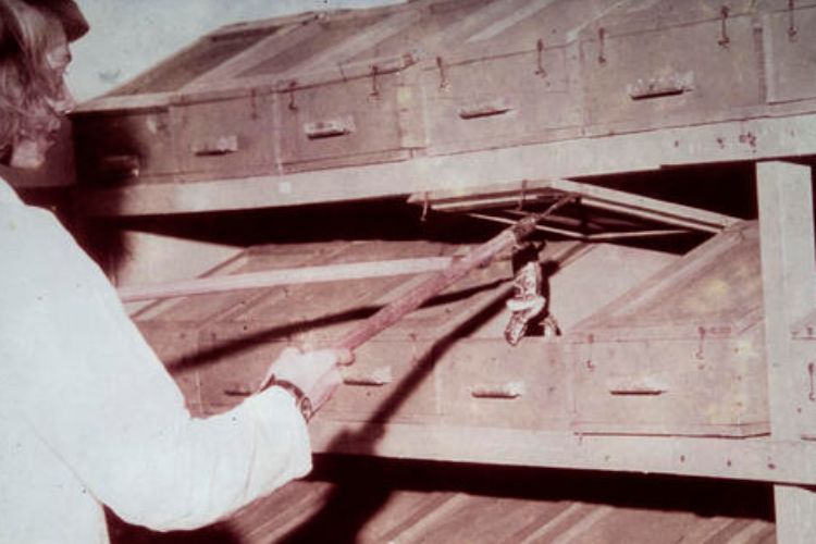 Técnica manipula serpente em biotério