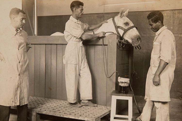 Sangria de cavalo em fazenda