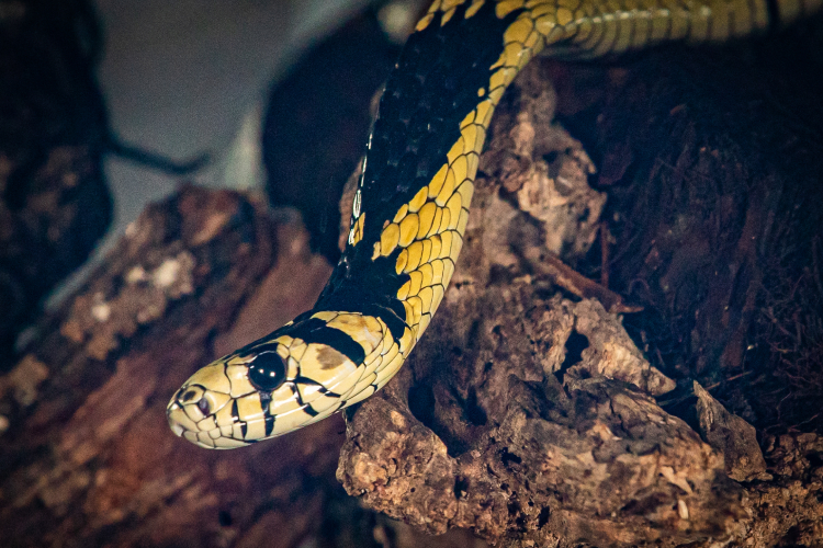cobra caninana que possui colocaração amarela e preta