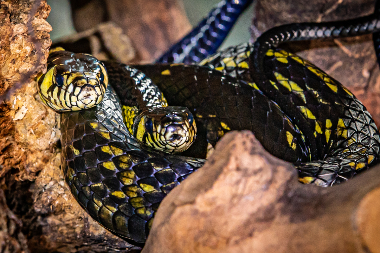 duas cobras caninanas