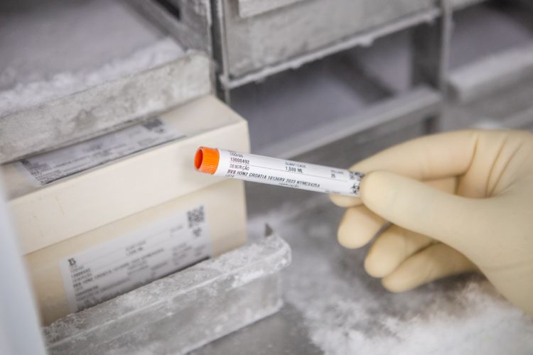 Cepa utilizada na vacina influenza