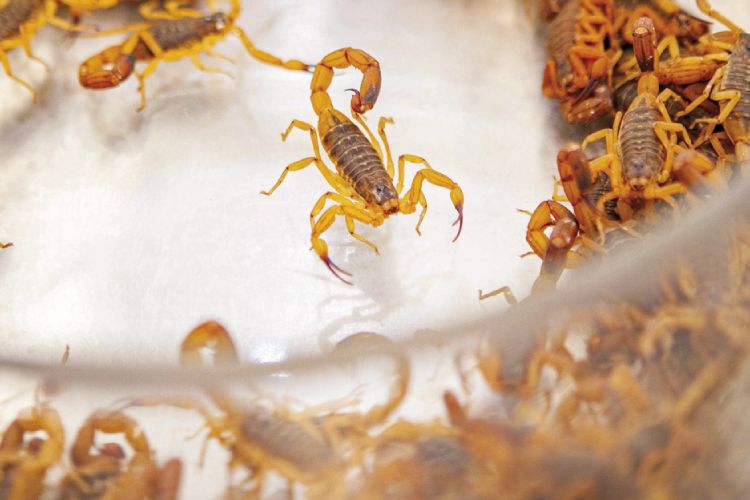 colônia de escorpião amarelo