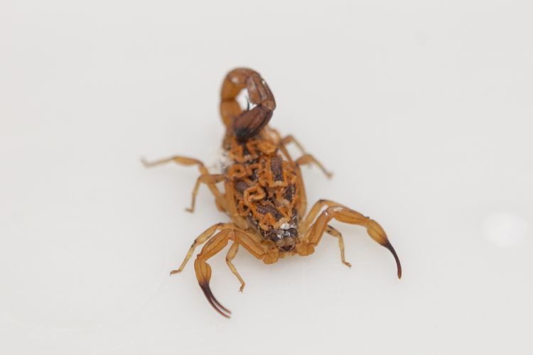 Escorpião carregando filhotes nas costas