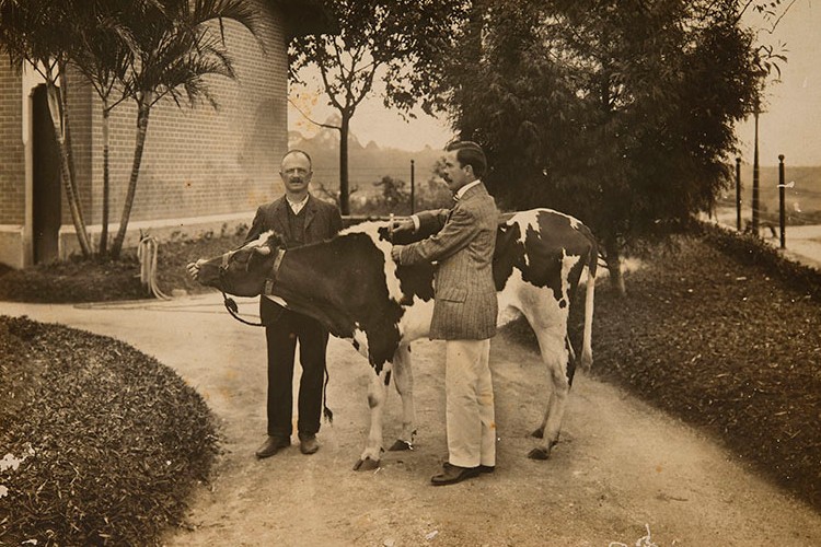 Tuberculização de Vitelo