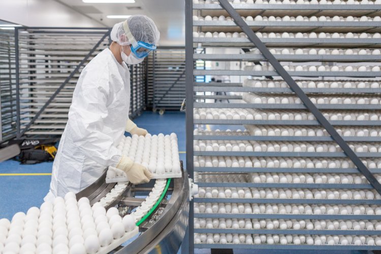 Colaborador do Butantan com bandejas de ovo para produção da vacina da gripe