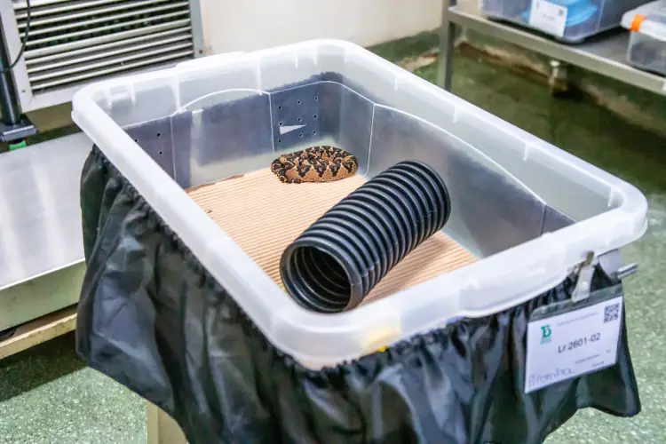 Filhote de serpente Lachesis