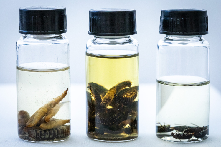 três frascos contendo larvas de inseto coletadas de cadáver humano para estudo