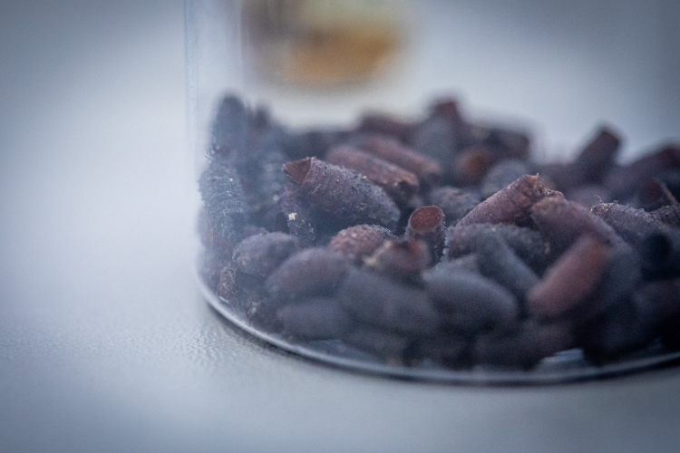 detalhe de frasco contendo pupas vazias