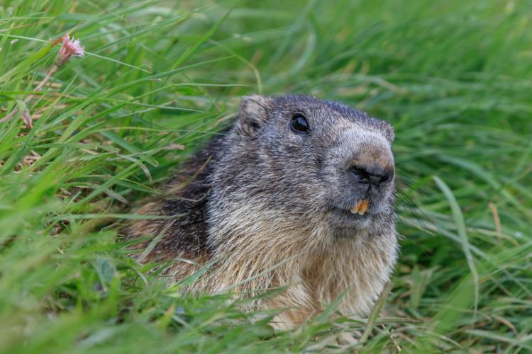 Marmota com parte do dentes da frente a mostra em uma gramado na natureza
