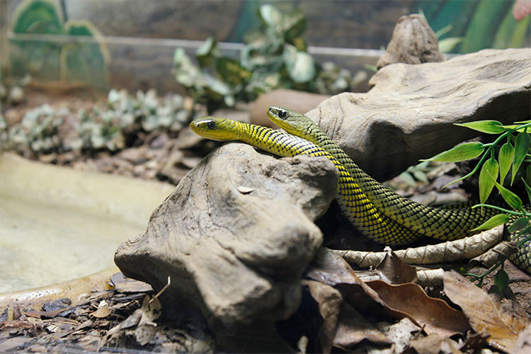 Cobra fala? Pela 1ª vez canto de serpente é registrado no Brasil