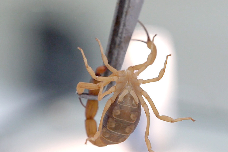 Significado de sonhar com picada de aranha. Venha descobrir!