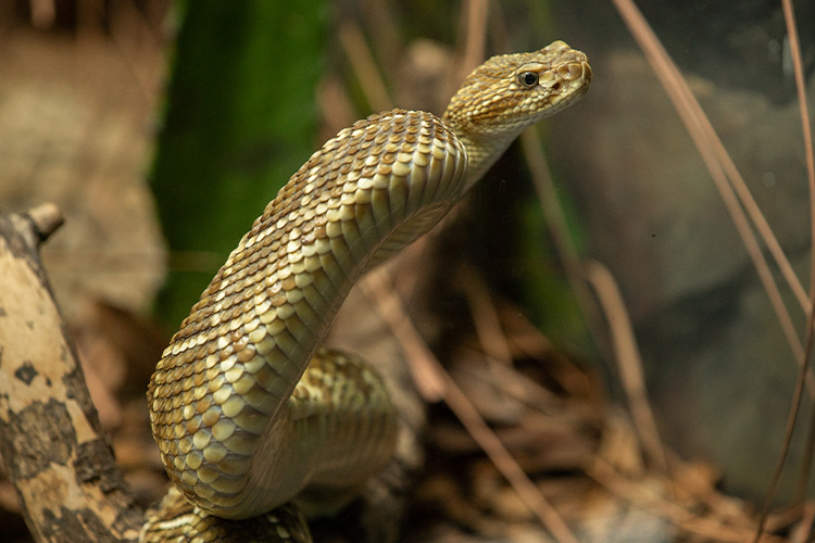 Cobra caninana no Pantanal: veja nossa galeria de fotos