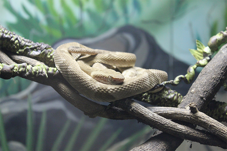 Ilha das Cobras: o que você não sabia sobre a ilha tomada por serpentes no  litoral brasileiro