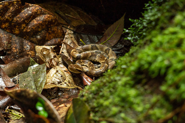 Guia de serpentes amazônicas lançado no Instituto Butantan : Revista  Pesquisa Fapesp